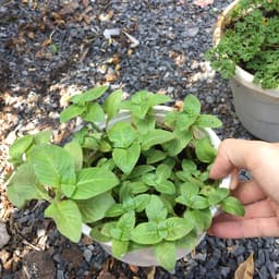 Chậu cây rau Quế Vị Xá Xị Limnophila rugosa 5