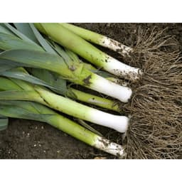 Gói 2g hạt giống tỏi tây 4