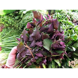 Gói 1g hạt giống tía tô 1