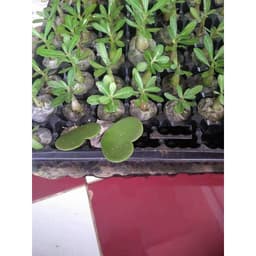 Gói 10 hạt giống hoa sứ Thái kép mix đủ 10 màu 5