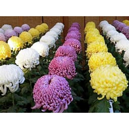 Gói 50 hạt giống cúc đại đoá nhiều màu 2