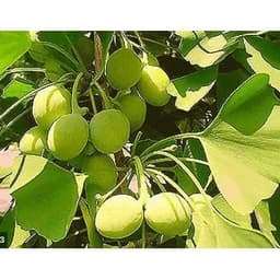 Gói 2 hạt giống Bạch quả ginkgo 3