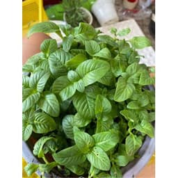 Chậu cây rau Quế Vị Xá Xị Limnophila rugosa 2