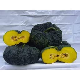 Gói 5 hạt giống Bí Đỏ Da Cóc F1 SV 569 4