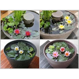 Gói 5 hạt giống hoa súng mini nhiều màu - Thế Giới Rau Mầm Shop 2