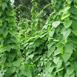 Gói 20 hạt giống sương sâm lông - Tiliacora triandra 3