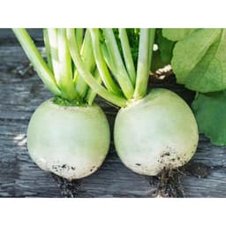 Gói 20 hạt giống củ cải vỏ xanh ruột đỏ Raphanus Sativus 2