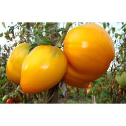 Gói 0.5GR hạt giống Cà Chua Trái Tim Vàng 3