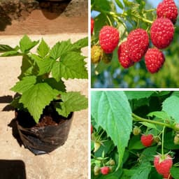 Chậu cây giống trái mâm xôi Đỏ Raspberry - Phúc Bồn Tử - Cây cao 15-20cm đã trồng ổn định, sắp ra hoa 1