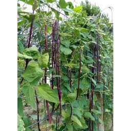 Gói 10GR hạt giống Đậu Đũa Tím Cao Sản (Da Tím) 4