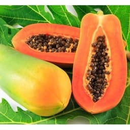 Gói 5 hạt giống đu đủ F1 ruột đỏ hồng phi 1