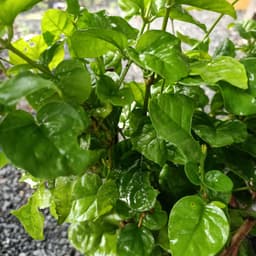 Cây hoa lài ta, cho hoa thơm trang trí sân vườn - Arabian Jasmine 3