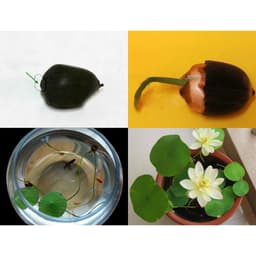 Gói 5 hạt giống sen mini Nhật 10 màu 7