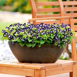 Gói 10 hạt giống hoa mắt nai 6