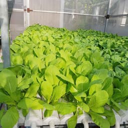 Gói 1kg Hạt Giống Cải Bẹ Xanh Mỡ sinh trưởng khỏe phát triển mạnh mẽ tỉ lệ nảy mầm cao -  Nanuseeds - Thế giới rau mầm 4