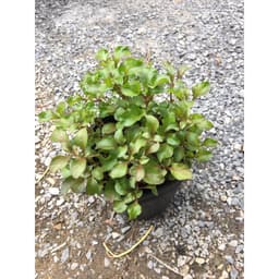 Chậu cây giống rau dền Nhật - cải Xoong Nhât- giống rau bổ dưỡng cực dễ trồng 4