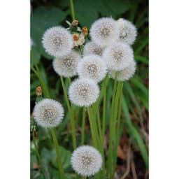Gói 100 hạt giống cây bồ công anh Thấp (Dandelion) -  Taraxacum officimale Bigg 1