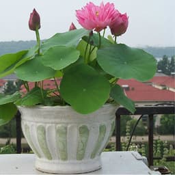 [Đã cắt đầu] Gói 5 Hạt Giống Hoa Sen Mini Nhật Mix 5 màu khác nhau - kèm dung dịch thuỷ canh, tỷ lệ nảy mầm cao 4