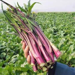 Gói 5gr hạt giống rau cải ngồng đỏ (tím) 4