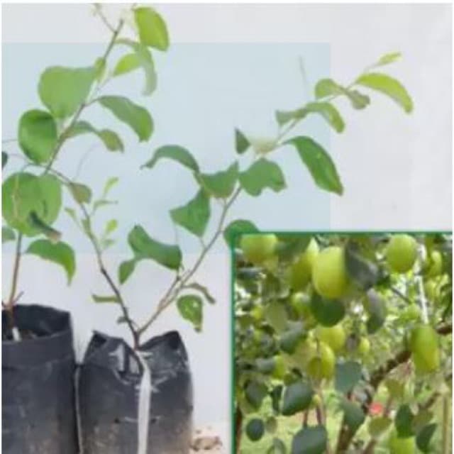 [Hoả tốc HCM] Cây giống táo lê Đài Loan - Táo Thái - cho trái to (8-11 quả/kg) vỏ mỏng, ăn giòn ngon và ngọt