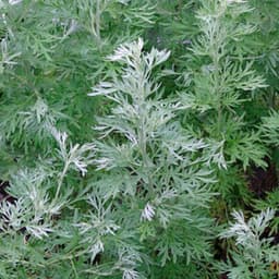 Gói 50 hạt giống Ngải Đắng Wormwood 3
