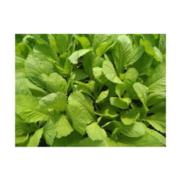 Gói 1kg Hạt Giống Cải Bẹ Xanh Mỡ sinh trưởng khỏe phát triển mạnh mẽ tỉ lệ nảy mầm cao -  Nanuseeds - Thế giới rau mầm 3