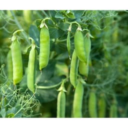 Hạt Giống Đậu Hà Lan F1 Loại Siêu Dễ Trồng, Dễ Chăm Sóc Tặng kèm Hướng Dẫn Trồng 7