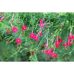 Gói 20 hạt giống hoa tóc tiên đỏ dây leo 4