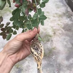 Kích rễ siêu mạnh kích thích tăng trường cho cây 3