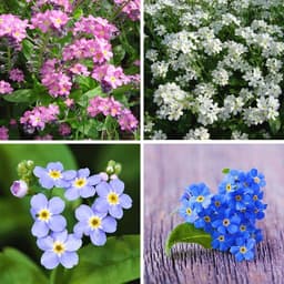 Gói 0.2GR hạt giống hoa Lưu Ly Nhiều Màu 8