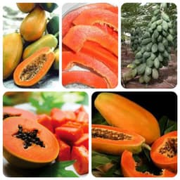Gói 5 hạt giống đu đủ F1 ruột đỏ hồng phi 3