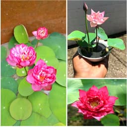 Gói 5 hạt giống sen mini Nhật 10 màu 2