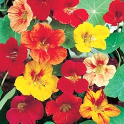 Gói 1GR hạt giống hoa Sen Cạn Nhiều Màu (Dây leo) 4