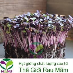 Hạt giống mầm cải tím Malady -100gr_ Thế Giới Rau Mầm _thegioiraumam 1