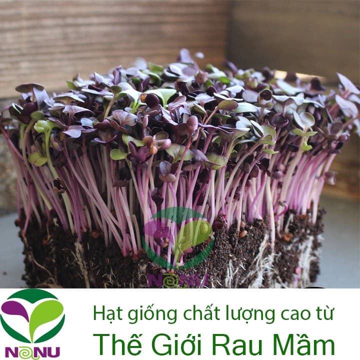 Hạt giống mầm cải tím Malady -100gr_ Thế Giới Rau Mầm _thegioiraumam