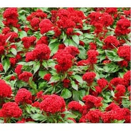 Gói 30 hạt giống mồng gà búa nhiều màu 2