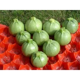 Gói 4 hạt giống bí ngòi banh xanh sáng F1 4