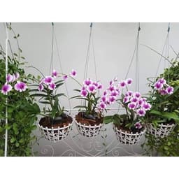 [Cây giống] Lan Dendro mini hàng cây giống nhiều thân cực đẹp - giống lan siêng hoa, dễ chăm 2