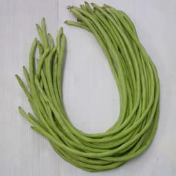 Gói 20gr hạt giống đậu đũa hạt đen dạng leo - thegioiraumam 5
