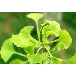 Gói 2 hạt giống Bạch quả ginkgo 1
