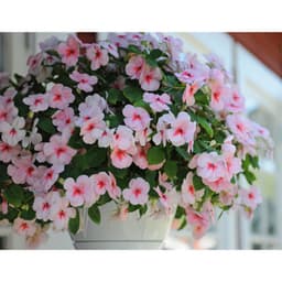 Gói 10 hạt giống mai địa thảo Impatiens Cherry Splash Hybrid 6