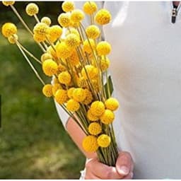 Gói 20  hạt giống hoa Cúc Nút Áo Vàng 3