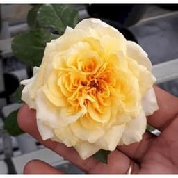 [Hoả tốc HCM] Hồng bụi Beatrice Rose size chậu C10 4