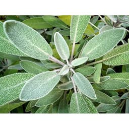 Gói 20  hạt giống Xô Thơm Sage 2