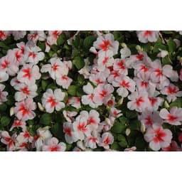 Gói 10 hạt giống mai địa thảo Impatiens Cherry Splash Hybrid 4