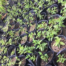 Chậu cây giống hoa ngũ sắc màu trắng rũ - Màu hiếm dành cho khách sưu tầm 4