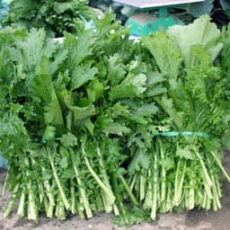 Hạt Giống Rau Cải Mèo Tây Bắc Chất Lượng F1 Chịu Nhiệt, Dễ Trồng, Thu Hoạch Sớm, Kháng Sâu Bệnh 2