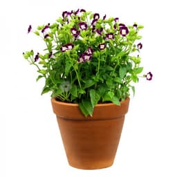 Gói 10 hạt giống hoa mắt nai 7