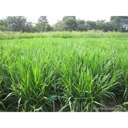 Gói 1KG hạt giống Cỏ Chịu Ngập Ubon Paspalum 5