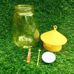 bẫy ruồi vàng kèm tuýp thuốc bẫy 5